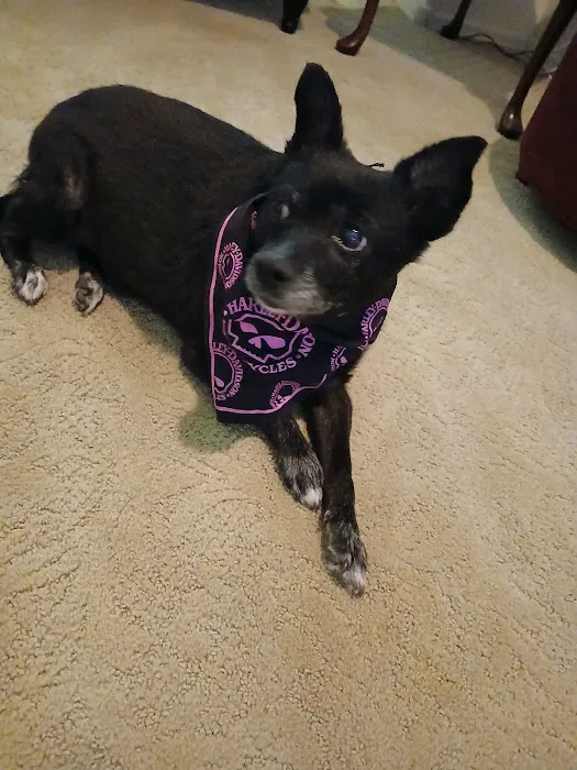 CityVet | Chandler Veterinary & Urgent Care Picture 9