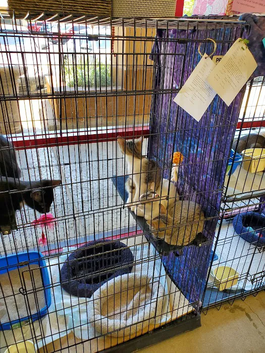 Cat Country Picture 4