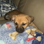 Ocotillo Animal Clinic & Pet Resort
