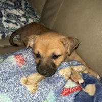 Ocotillo Animal Clinic & Pet Resort ico