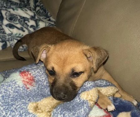 Ocotillo Animal Clinic & Pet Resort