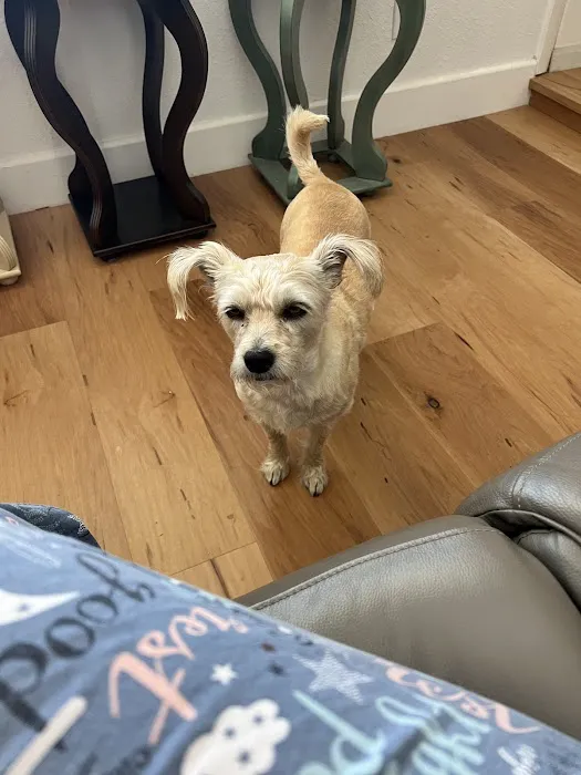 Ocotillo Animal Clinic & Pet Resort Picture 2