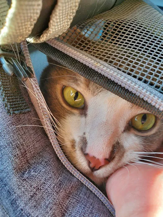 Ocotillo Animal Clinic & Pet Resort Picture 6