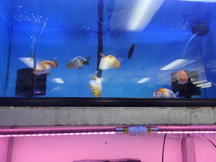 D D Fish & Pets Picture 3