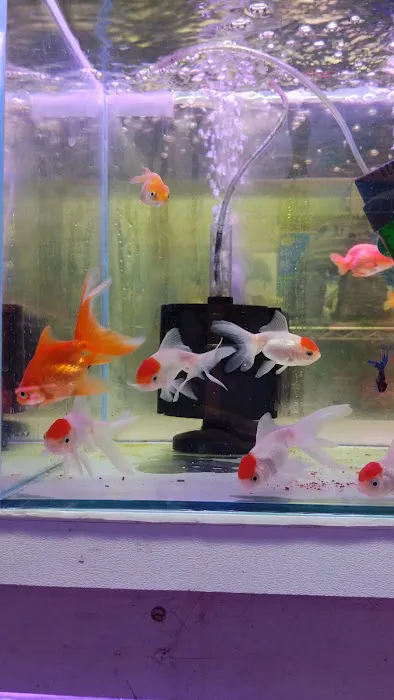 D D Fish & Pets Picture 2
