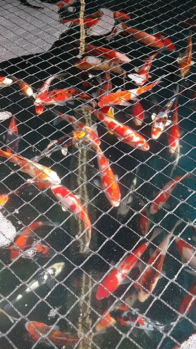 Inland Koi Picture 2