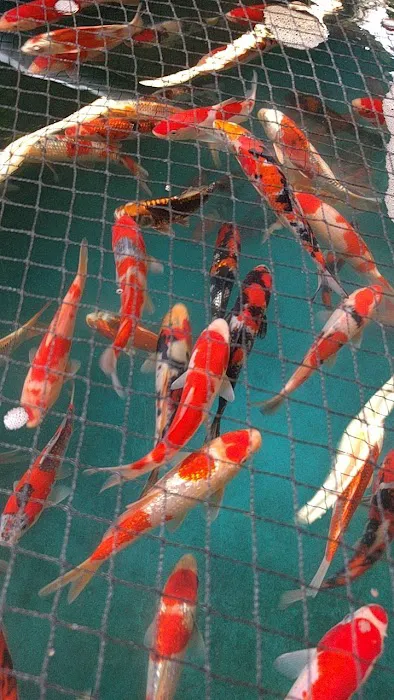 Inland Koi Picture 1