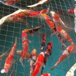 Inland Koi