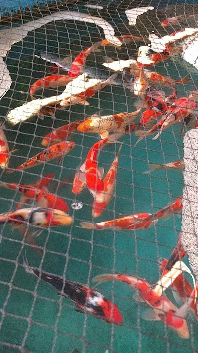 Inland Koi Picture 5