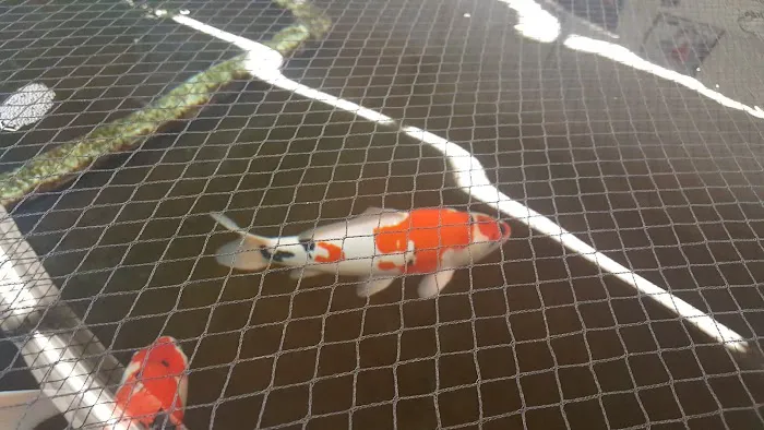 Inland Koi Picture 4