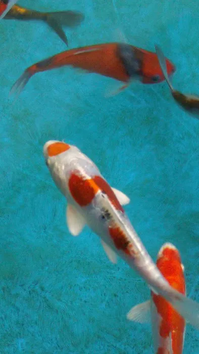 Inland Koi Picture 8