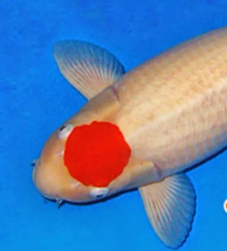 Inland Koi Picture 10