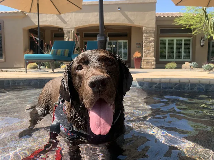 Great Hearts Animal Hospital of Chandler Picture 1