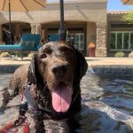 Great Hearts Animal Hospital of Chandler