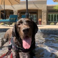 Great Hearts Animal Hospital of Chandler ico