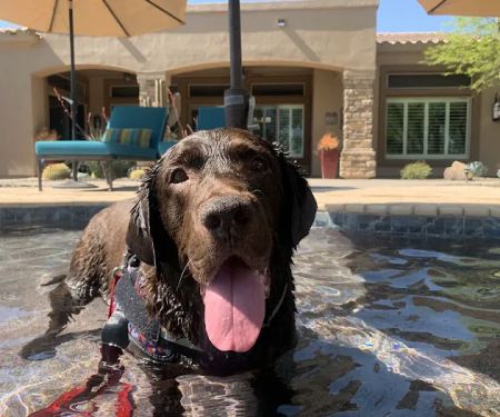 Great Hearts Animal Hospital of Chandler
