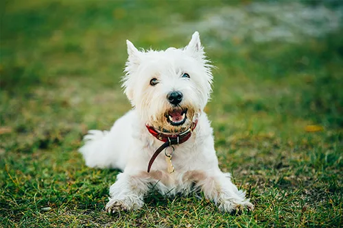Great Hearts Animal Hospital of Chandler Picture 8