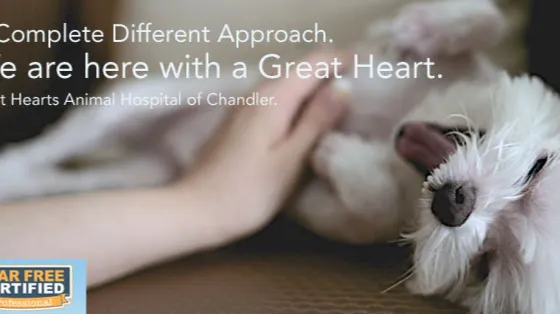Great Hearts Animal Hospital of Chandler Picture 7