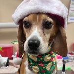 Dignity Veterinary Hospital and Mobile Services