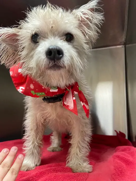 Dignity Veterinary Hospital and Mobile Services Picture 2