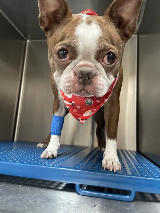 Dignity Veterinary Hospital and Mobile Services Picture 9