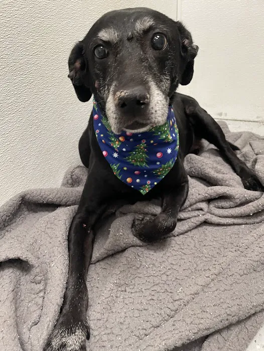 Dignity Veterinary Hospital and Mobile Services Picture 10