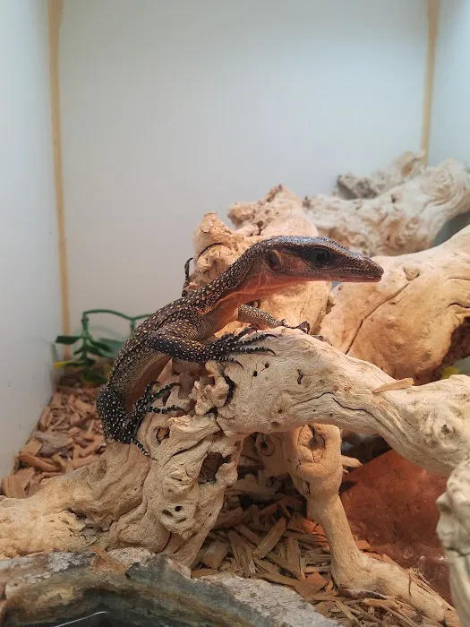 Amazon Reptile Center Picture 9