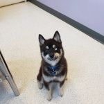 Homeward Bound Spay Neuter Hospital