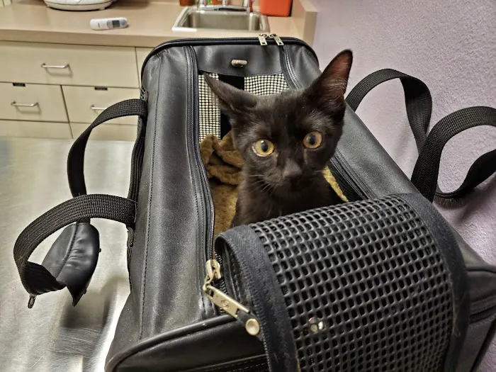 Homeward Bound Spay Neuter Hospital Picture 7