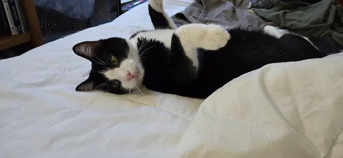 Homeward Bound Spay Neuter Hospital Picture 5
