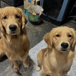 Oasis Animal Hospital