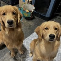 Oasis Animal Hospital ico