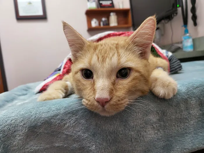 Oasis Animal Hospital Picture 4