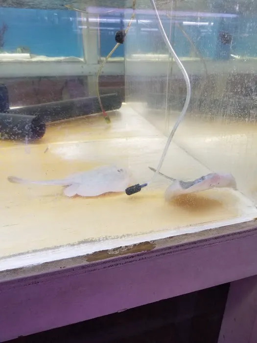 Jan's Tropical Fish Picture 1