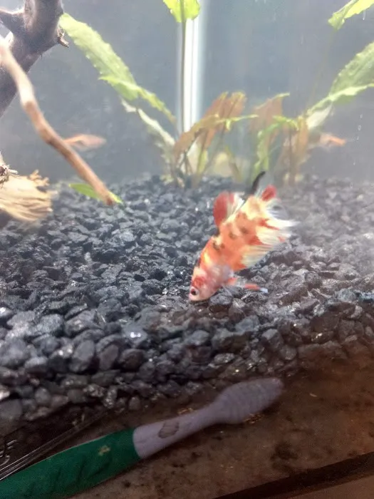Jan's Tropical Fish Picture 5