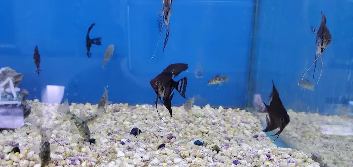Jan's Tropical Fish Picture 2