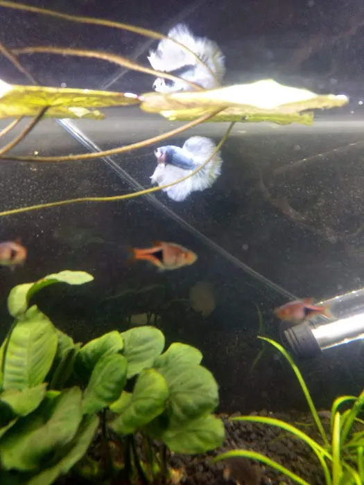 Jan's Tropical Fish Picture 4