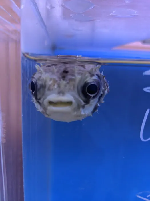Jan's Tropical Fish Picture 9
