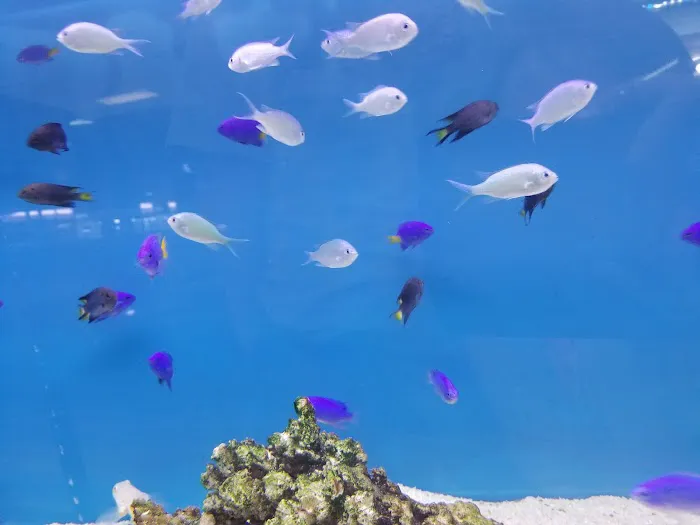 Jan's Tropical Fish Picture 8