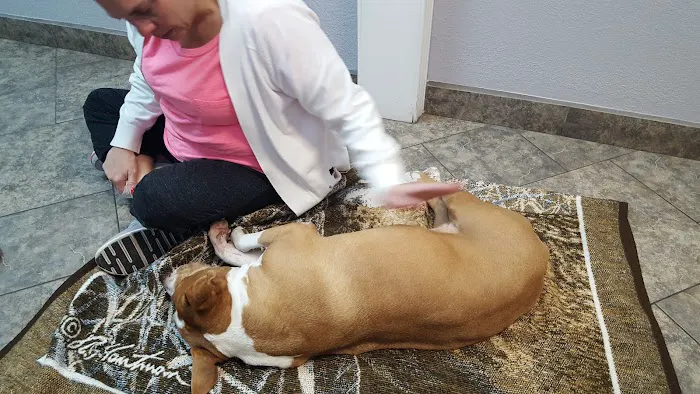 Prestige Animal Clinic Picture 7