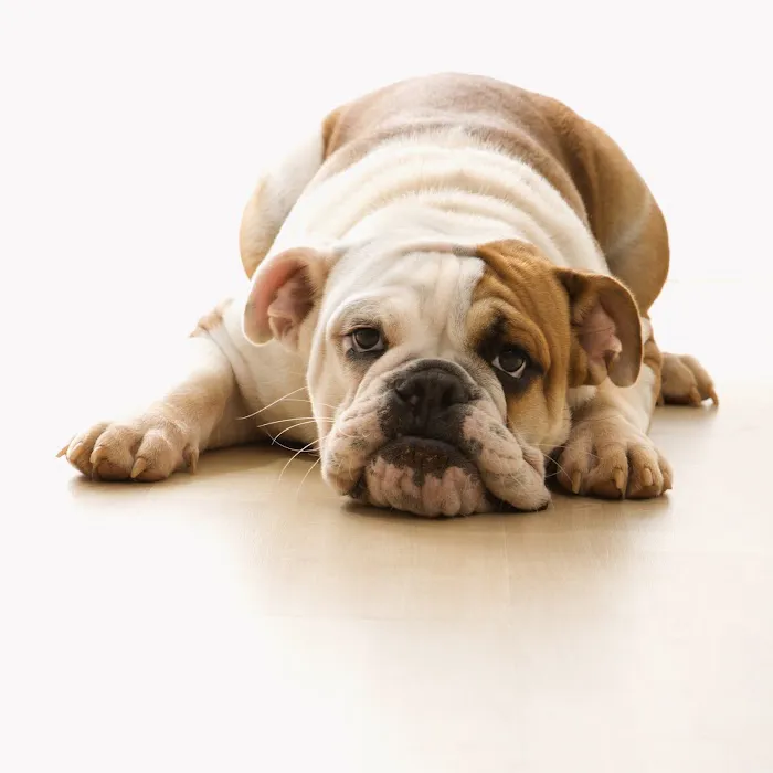 Prestige Animal Clinic Picture 10