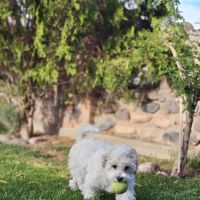 Walmart Pet Services ico