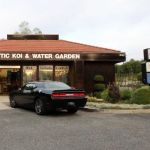 Mystic Koi & Water Gardens