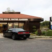 Mystic Koi & Water Gardens ico