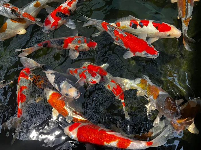 Mystic Koi & Water Gardens Picture 4