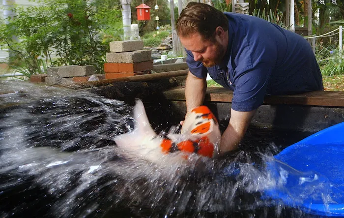 Mystic Koi & Water Gardens Picture 7