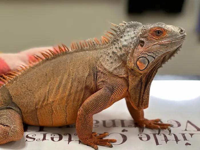 Little Critters Veterinary Hospital Picture 1