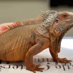 Little Critters Veterinary Hospital