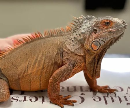 Little Critters Veterinary Hospital