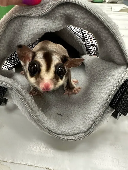 Little Critters Veterinary Hospital Picture 3
